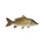 Picture of Carp fish