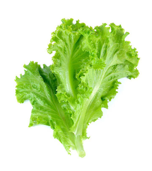 صورة Lettuce